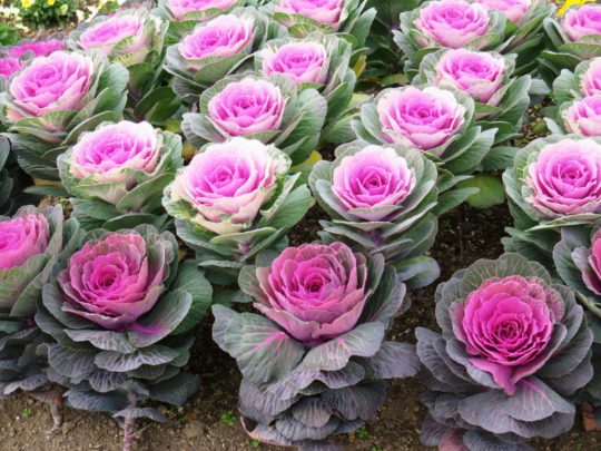 葉牡丹 花言葉 由来