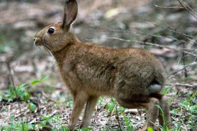 野ウサギの画像