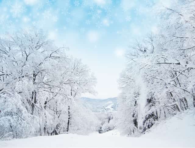 雪が降り積もった森