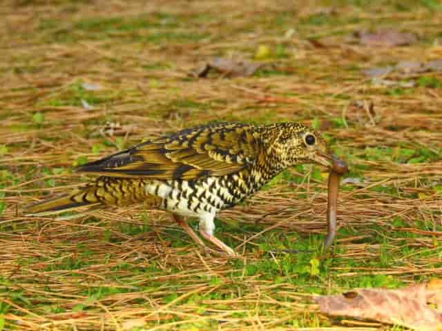 ミミズを食べる鳥