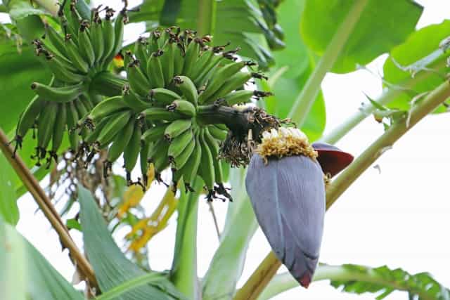 バナナ　花言葉